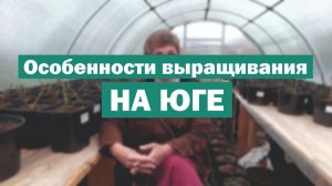 ОСОБЕННОСТИ выращивания метельчатых гортензий НА ЮГЕ