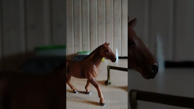 Паказ собаки и цыплятжду вызовы и вопросы