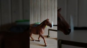 Паказ собаки и цыплят+жду вызовы и вопросы