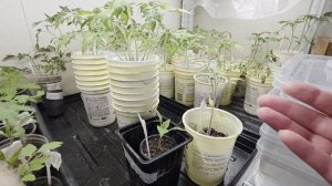 Умные мысли, полезности и важности, загадки, вредители, болезни и прочее. 09.04.26