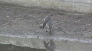 Водные процедуры