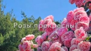 Мой вам совет не рвите розу новая цыганская песня 2026 года её ищут все лищню дума тя дати цэрэ 🧢🔱