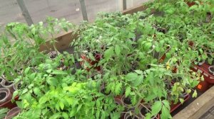 Если опоздали посеять томаты... Можно ли посеять сейчас, 10 апреля?