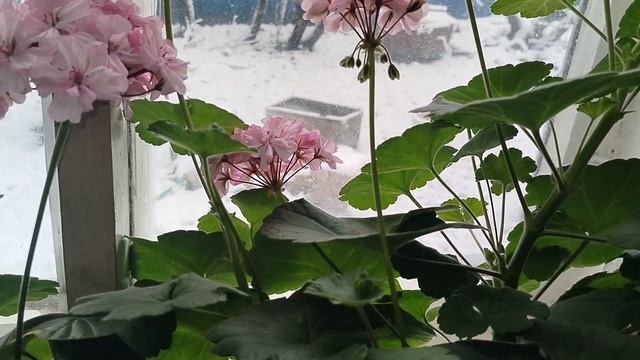 К НАМ ВЕРНУЛАСЬ ЗИМА В АПРЕЛЕ.10.04.26.ОБЗОР РАССАДЫ.