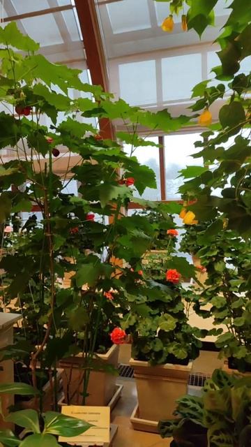 Водный челлендж. 85 дней. Царицыно