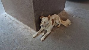 Индийский поезд. Приехали в Бангалор. Жара! Мы дома! Маленький румтур. Индия. Путтапарти.