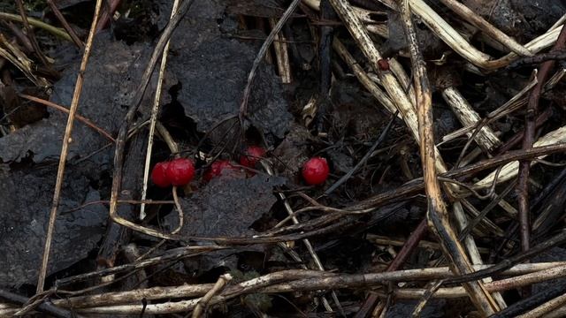 Апрельский снегопад