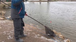 поимка форели на фидер