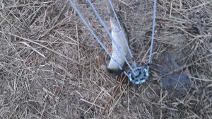 Хапуги на малой речке.