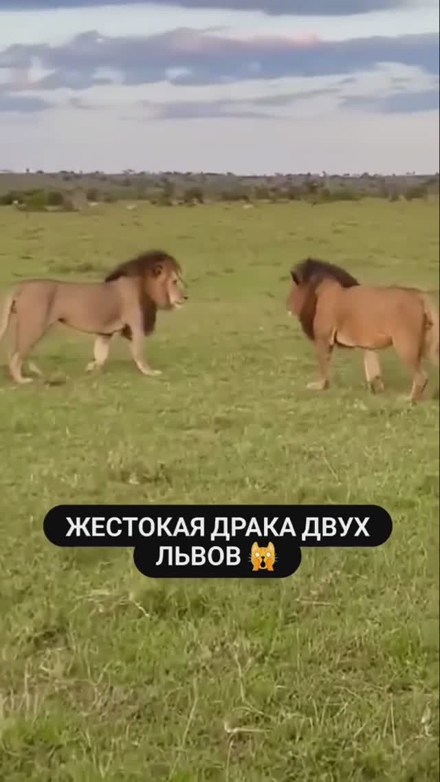 Жестокая драка двух львов