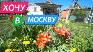 997  ссерия  6-9 апр  В Москву хочу, но из станицы не уеду  / Жизнь на Юге России