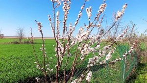 Зацвел абрикос