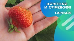 Сорт Сальса: Танцуют все, кто попробовал!