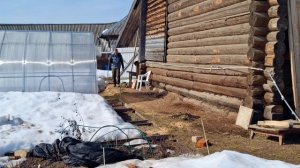 Деревенский дом/апрель в разгаре чернкую розы/навожу порядок на грядках
