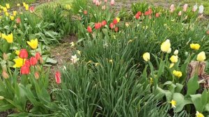 Тюльпаны прекрасны и в бутонах!