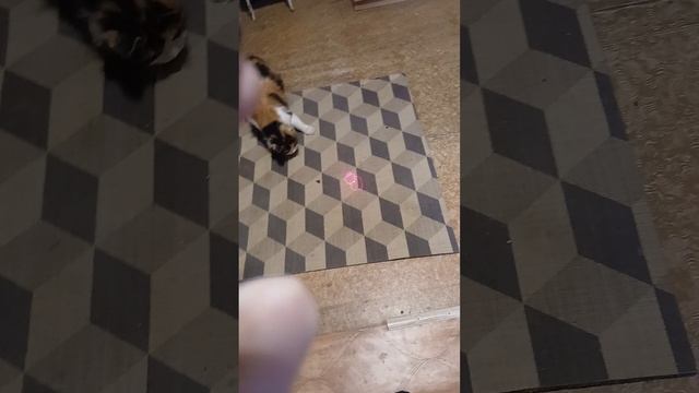 Кисы ловит кису