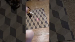 Кисы ловит кису