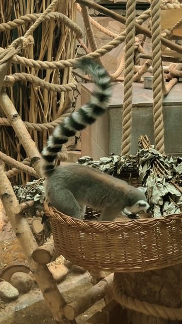 #Калининград#зоопарк