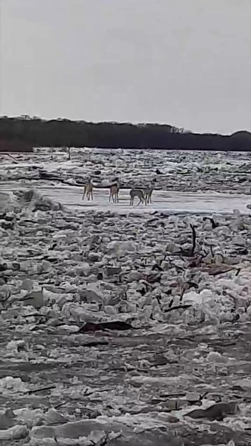 Стихия ! Ледоход на Оби ! Косули в западне !