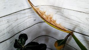 Адениум: от зачатия до рождения