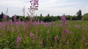 ортодоксия остальные положения