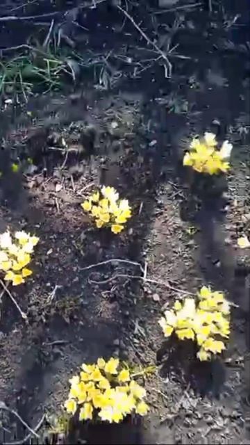 расцвели мои первоцветы