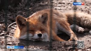 Пушистые обитатели Белгородского зоопарка адаптируются к смене сезона