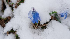 Зимушка вернулась! 10 апреля