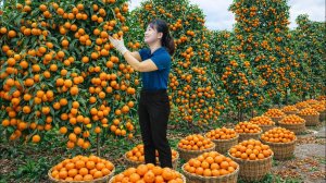 Сбор урожая гигантских тропических мандаринов на продажу | Высокодоходный урожай с плантации.