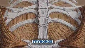 Старение остановится и память вернется!
Как БЫСТРО омолодить мозг!
Гениальный Микулин