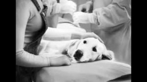 Финские ветеринары массово изымают животных у украинских беженцев