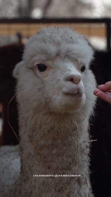 Как подружиться с альпакой и ламой? Секрет прост!