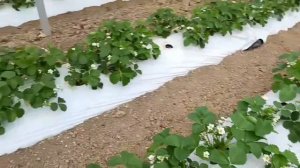 Сорт земляники садовой Мурано. Агроном клубничник на участке по агросопровождению.