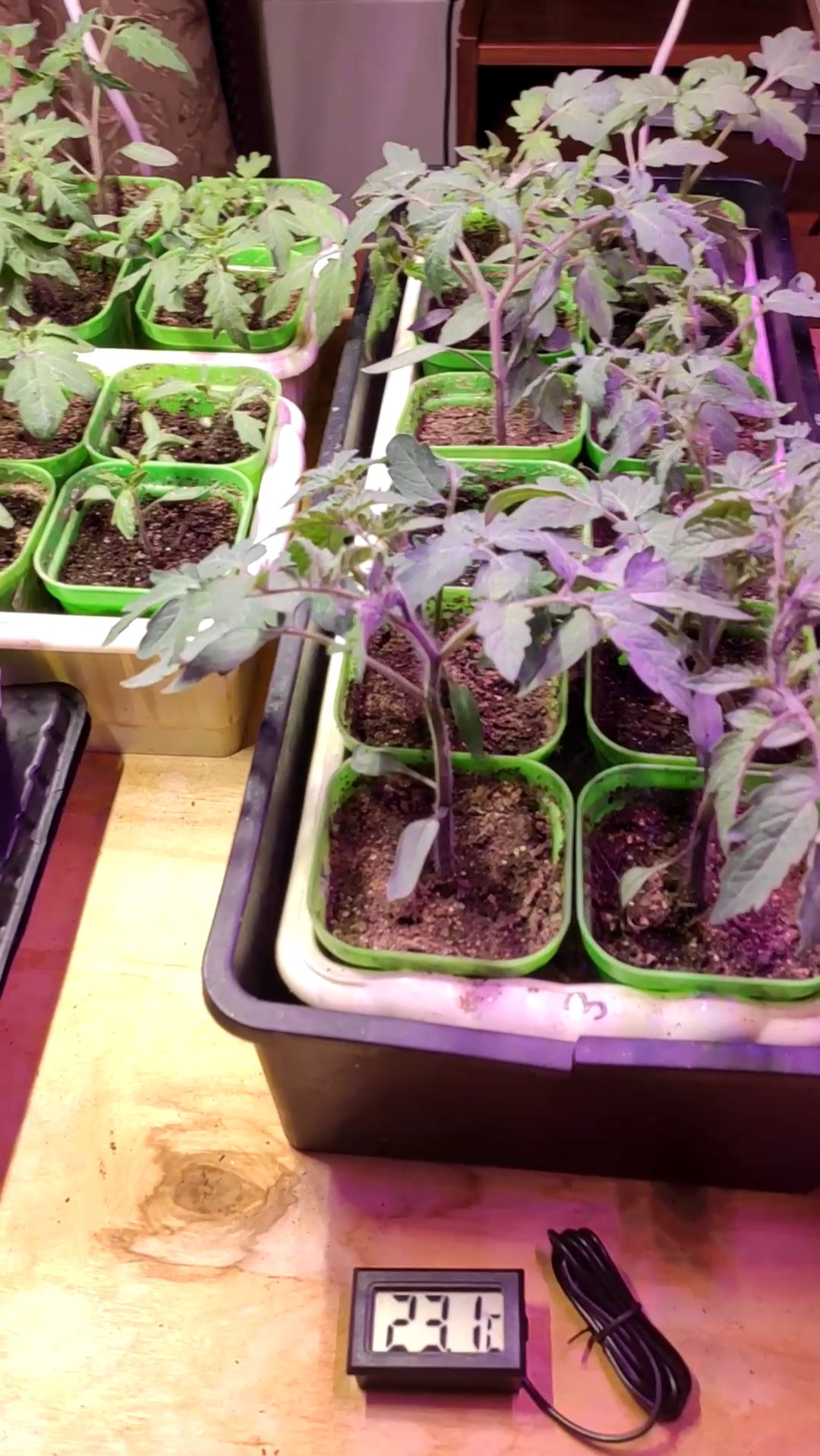 РАССАДА ТОМАТОВ 20 дней.