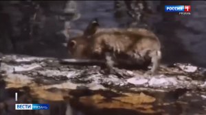 Половодье в Рязанской области пошло на спад