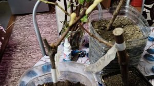 Полярность винограда