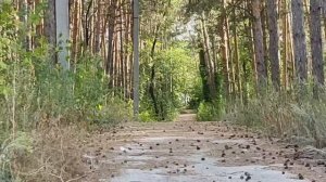 Г.Тольятти Какая природа!!! Едем обратно