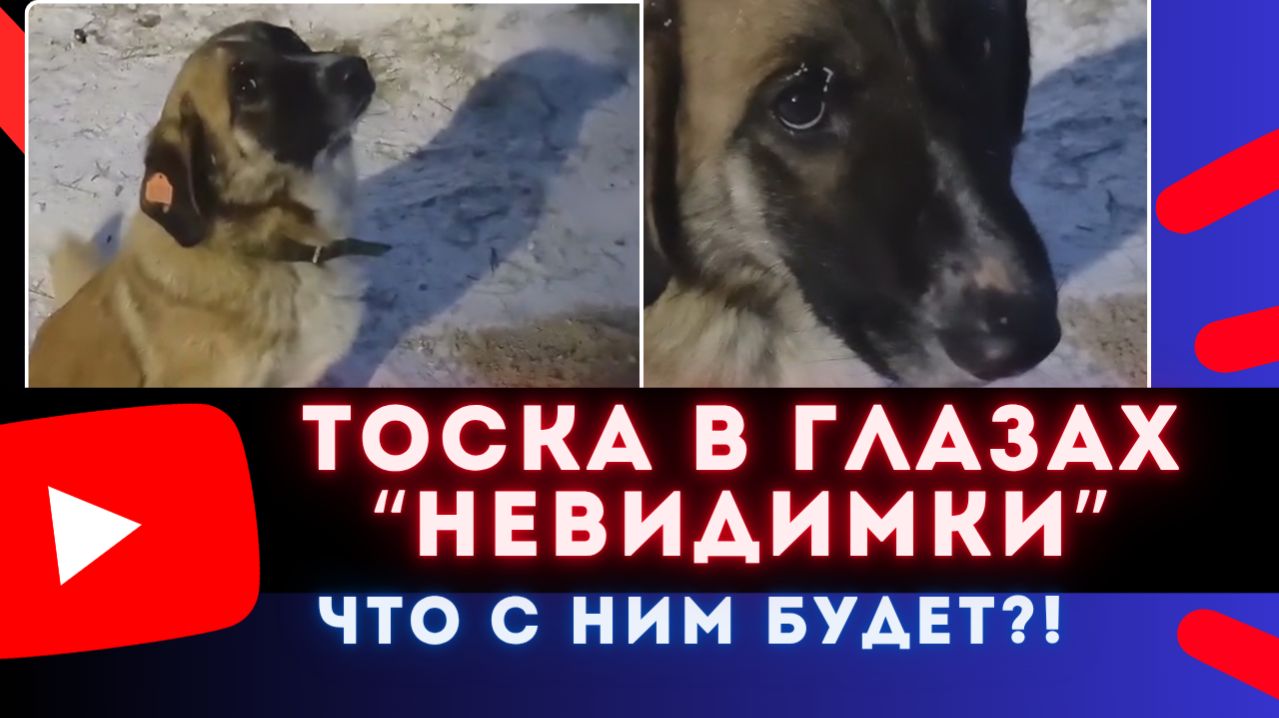 Трагедия невидимого пса в Якутске. Он перестал ждать...