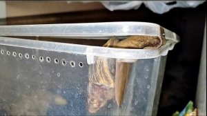 Улитка ахатина сбегает