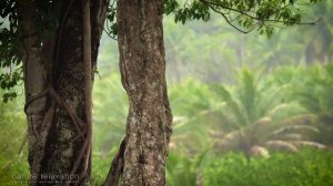 Успокаивающая  тропический дождь.