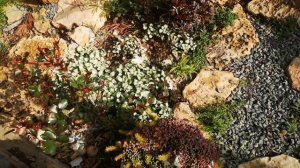 Почвопокровники засухоустойчивые и не очень