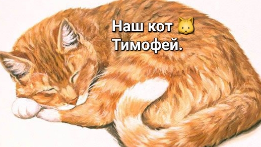 Наш кот Тимофей.
