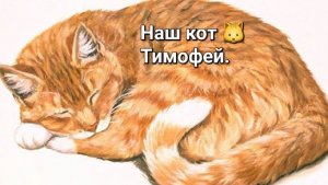 Наш кот Тимофей.