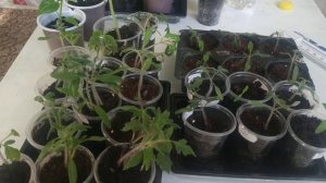 Правила пикировки томатов.