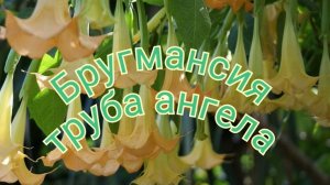 Бругмансия набрала бутоны.🌸