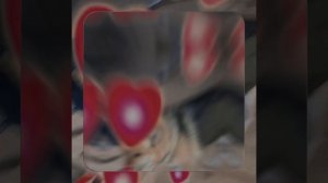 1000055610.mp4 (Собака наблюдает за устройством лестницы на 2-ой этаж в доме А-фрейм)