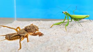 Огромная Медведка против Богомола - эпичная битва! ⚔️