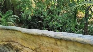 Жирафы и драчунья птица 08.04.26.