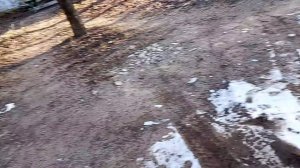 опять гуляем с собаками