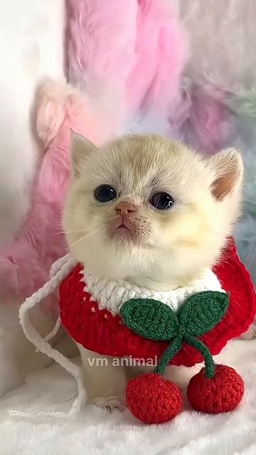 твоя милашка здесь